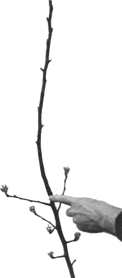 Haricot à l'état d'embryon.