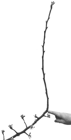 Haricot à l'état d'embryon.